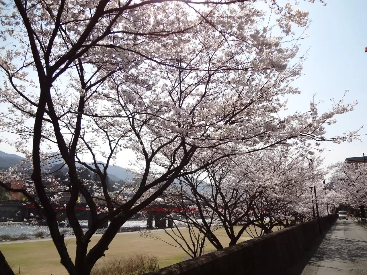 🏞️ 백로 공원(시라사기 공원) 이미지 3